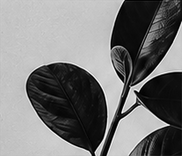 Dark rubber-plant leaves against a pale wall